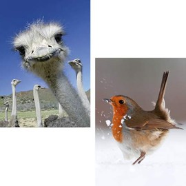 Florsol Set of 10 Postcards A6 Mix Set No. 1 by Modern Times 10 Animal Geo Motifs Perfect for Post-Crossing without German Text