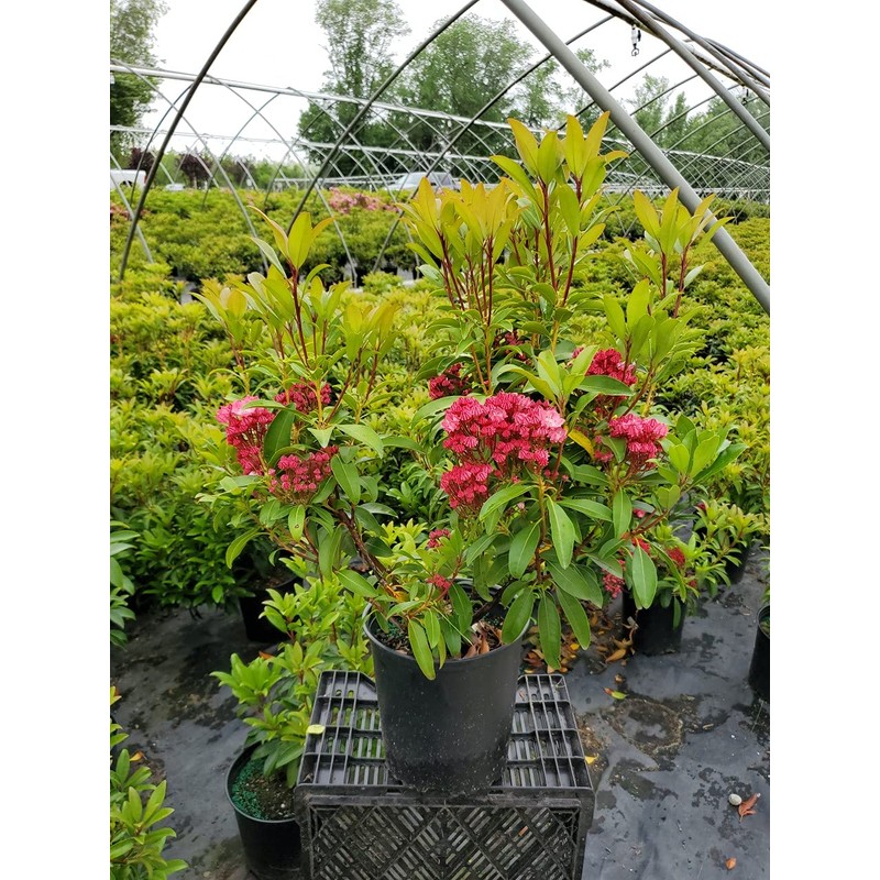 Kalmia lat. 'Sarah' (Mountain Laurel) Evergreen, pinkish-red flowers, #3 -
