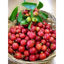 Home-Growth Strawberry Guava, Cherry Guava, Psidium cattleyanum - 30 Seeds 2025 - USA