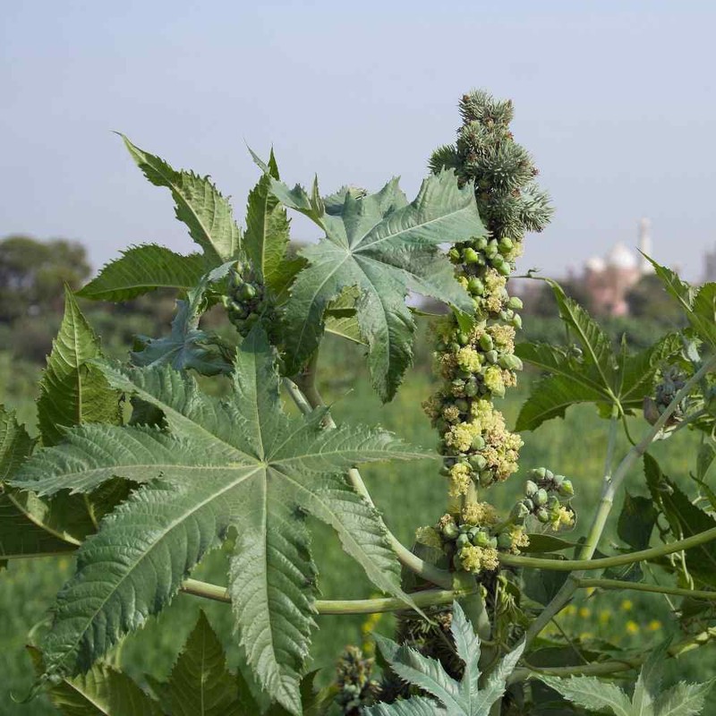 Outsidepride Zanzibariensis Castor Bean Seeds - 100 Pcs Annual Quick-Growing
