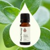 Plant Therapy | Aceite Esencial de Tomillo | 10 mL |