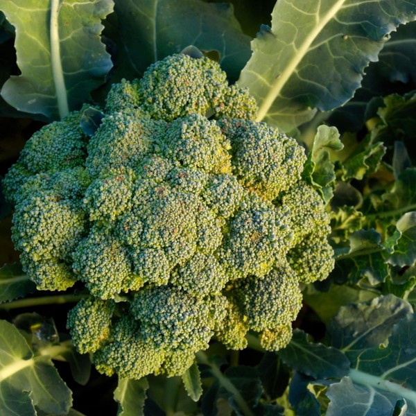 TomorrowSeeds - Waltham 29 Broccoli Seeds - 500+ Count Packet