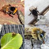 Revive a Bee Gold Bee Revival Kit A Keyring with