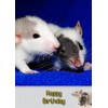 Rat Birthday Card
