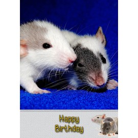 Rat Birthday Card