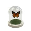 Green-Banded Swallowtail Butterfly Framed Decoration - Handmade Glass Shadow Box