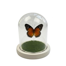 Green-Banded Swallowtail Butterfly Framed Decoration - Handmade Glass Shadow Box Insect Frame for Butterfly Collectors - Tabletop, Wall Art,Live Room,Gothic Home Decor (Red Admiral)