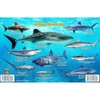 Frankos Caribbean Shark Identification Card 8.5 in by 5.5 in