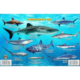 Frankos Caribbean Shark Identification Card 8.5 in by 5.5 in