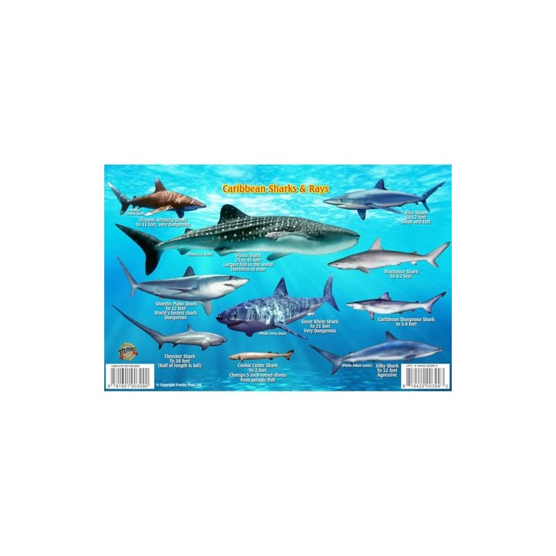 Frankos Caribbean Shark Identification Card 8.5 in by 5.5 in