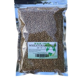 Wheat Grass Seed 1lb - Guaranteed to Grow