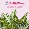 Florida House Plants Zebra Plant, Aphelandra squarrosa, Zebraplant in a