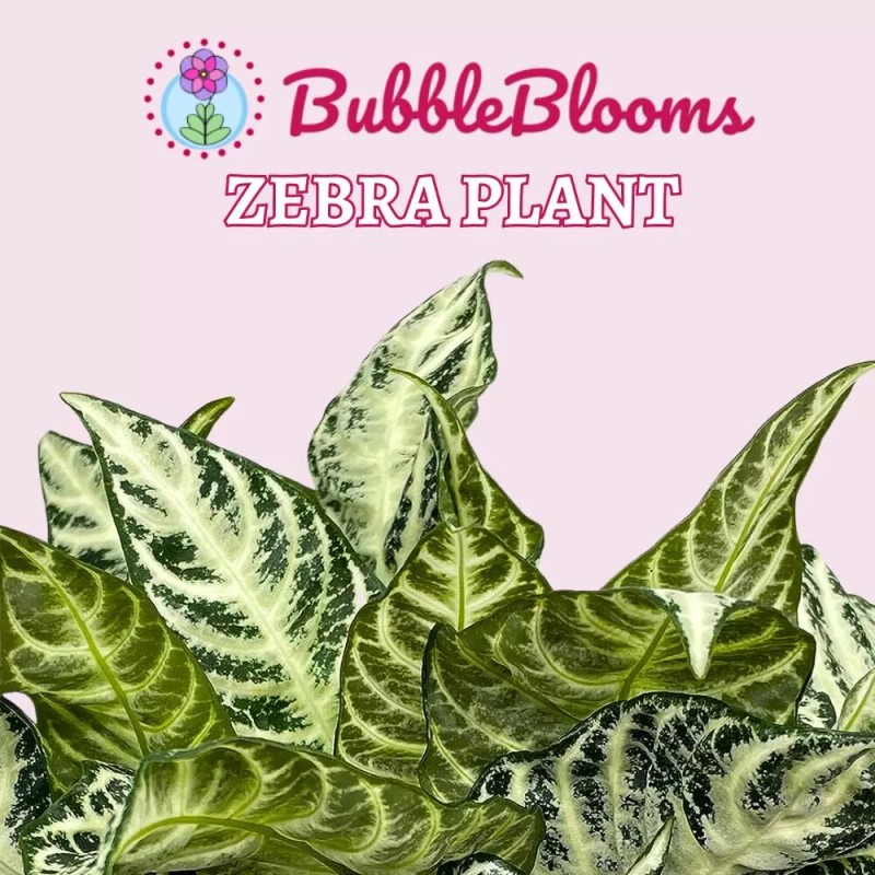 Florida House Plants Zebra Plant, Aphelandra squarrosa, Zebraplant in a