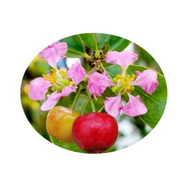 Barbados Cherry Tropical Pink Flowering Sour Fruit Bearing Live Tree Shrub Historic Plant Starter Size 4 Inch Pot Emerald R