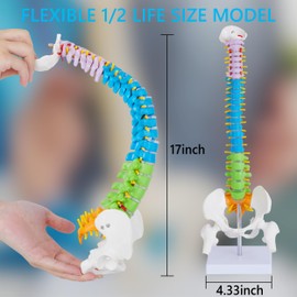 Mini Spine Anatomy Model - 15.5’’ Flexible Miniature Human Color Spine Model with All Nerves for Medical Learning - Vertebra Spine Model for Instruction Teaching, Study and Display