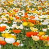 Outsidepride Poppy Iceland - 5000 Seeds