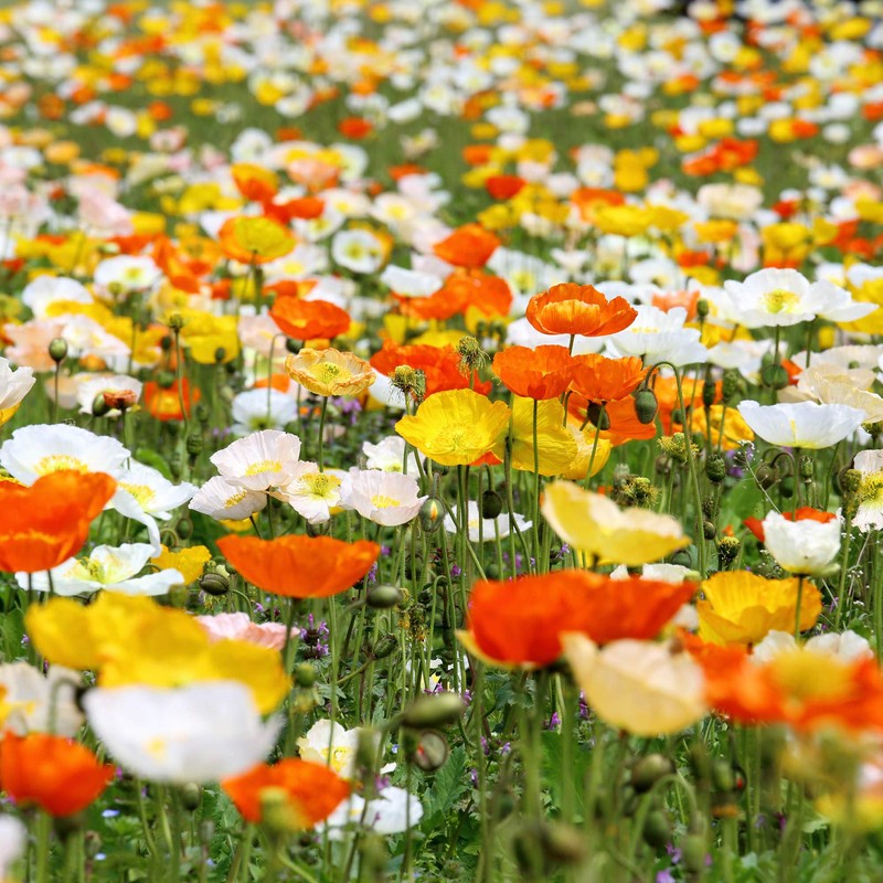 Outsidepride Poppy Iceland - 5000 Seeds