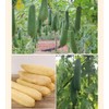 Esponja de Lufa Natural, 4 unidades Estropajo para Cuerpo, Esponja