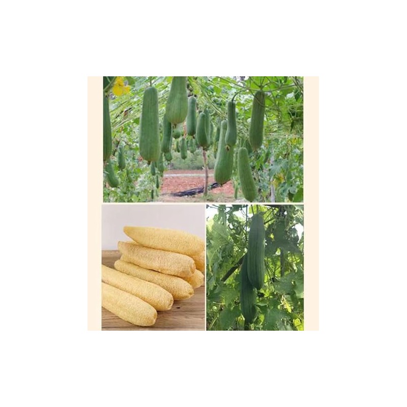 Esponja de Lufa Natural, 4 unidades Estropajo para Cuerpo, Esponja