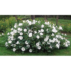 Fragrant Moonflower Bush! Will Stop Traffic 30 Seeds