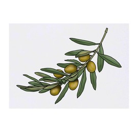 'Olive Branch' Temporary Tattoo - Water Resistant, Skin-Safe, Non-Toxic Transfer (TO00056945)