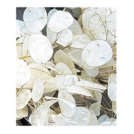 150 Seeds Lunaria - Money Plant Seeds - Marde Ross & Company
