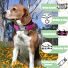 Prong Training Collar for Dogs, Adjustable Dog Pinch Collar with