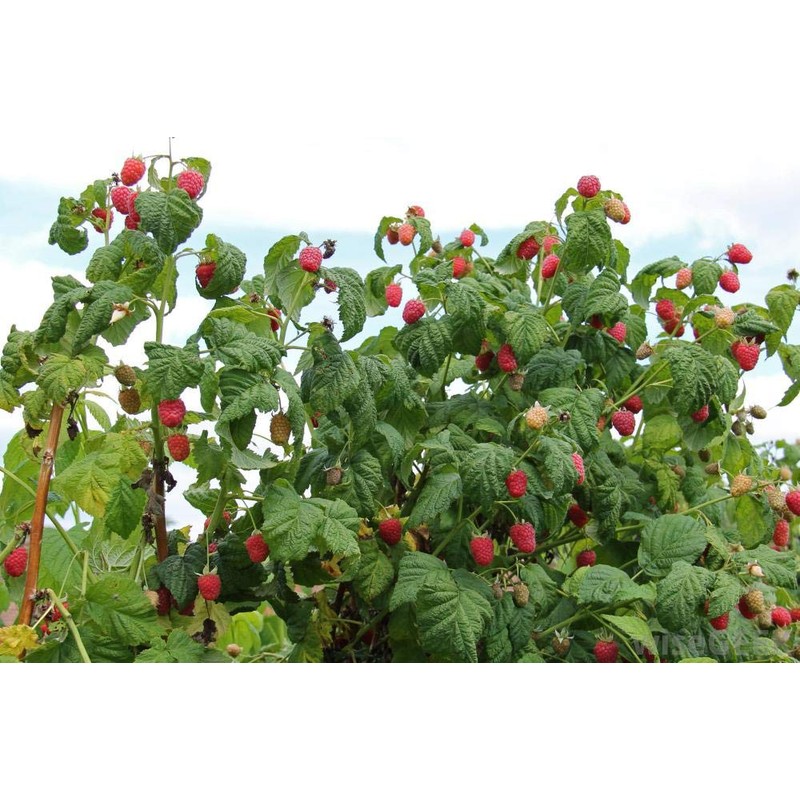 Red Raspberry Leaf from the Mediterranean - Herbal Tea (200+