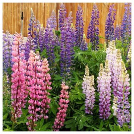 Everwilde Farms - 1 Oz Russell Lupine Native Wildflower Seeds - Gold Vault