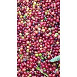 Green Coffee Beans Single Origin Colombian Unroasted Coffee Beans Farm Los Pirineos (10 Lb)