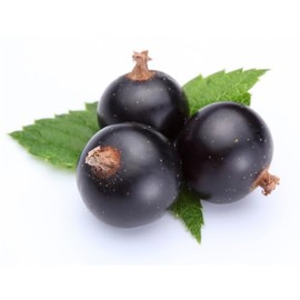 OliveNation Blackcurrant Extract from Natural Flavors, Cassis Flavoring for Baking, Beverages, Filling, Sugar Free, Non-GMO, Kosher, Vegan - 4 ounces