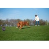 PULLER Midi Interactive Dog Toy Fitness Tool Set, purple