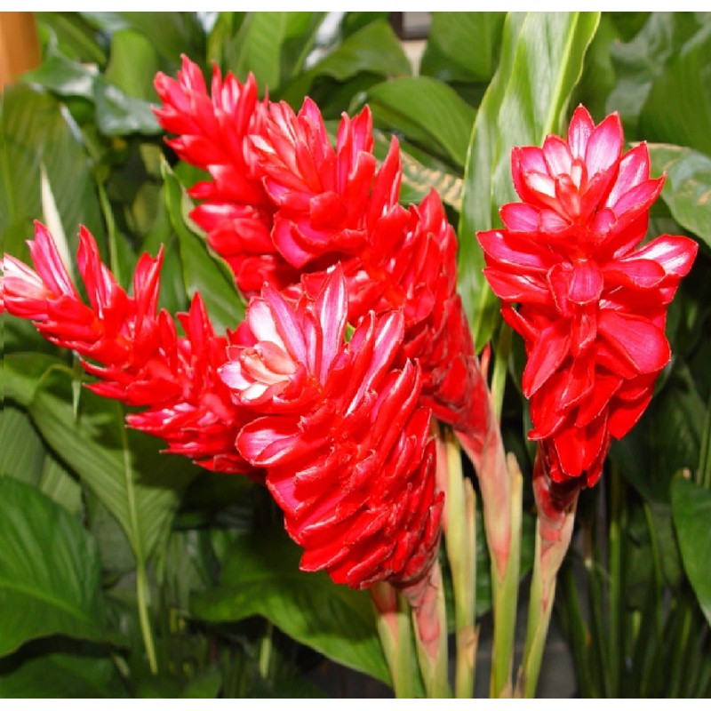 Hawaiian Red Ginger Plant Root ~ Grow Hawaii