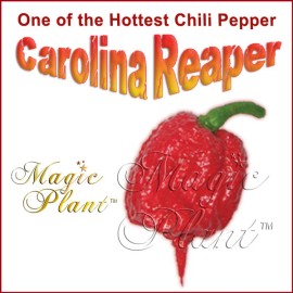 Magic Plant Farms Carolina Reaper SMOKED Powder 1kg / 2.2lb | BEST REAPER TASTE EVER! VERY HOT!