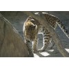 Handmade Leopard Taxidermy Reference Photo Cd