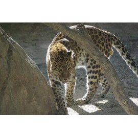 Handmade Leopard Taxidermy Reference Photo Cd