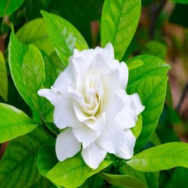 Gardenia Fragrance Oil - 2 LB - for Candle & SOAP Making by VIRGINIA CANDLE SUPPLY - Free S&H in USA