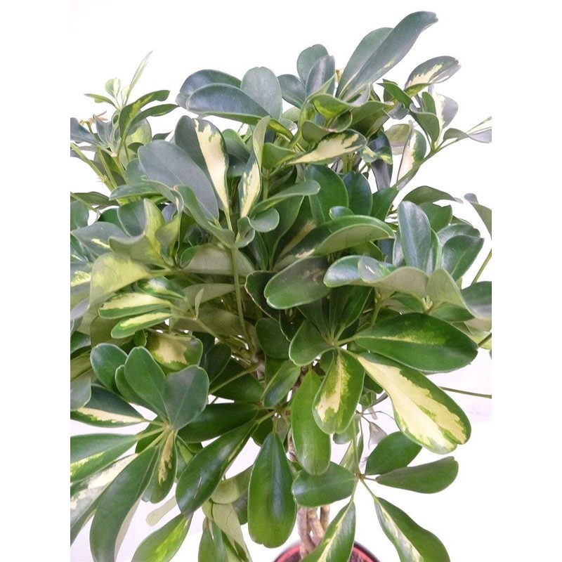 Umbrella Tree Gold Capella | 1 Extra Large Trade 3