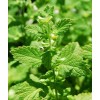 Lemon Balm seeds (Melissa officinalis)