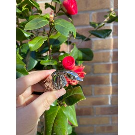 Silver Knife Rest Set ‘Animali d’Europa’ Cutlery Rest Set with Dark Wood Gift Box (Set of 12 Silverware Rests)