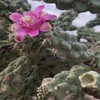 Cylindropuntia fulgida mamillata Cactus (Chain Fruit Cholla) Super Food Plant