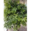 Fresh Twenty, Fresh Pick Organic Bay Leaves Leaf, Laurus Herb