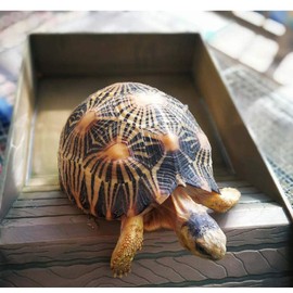 juler Wood Grain Bathtub Turtle Lizard ABS Plastic Graduated Feeding Bowl Climbing Pet Sun Patio (Brown)