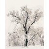 Picture Pedder Oak Tree Snowstorm by Ansel Adams 24x36 Black