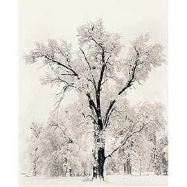 Picture Pedder Oak Tree Snowstorm by Ansel Adams 24x36 Black & White Landscape Print Poster