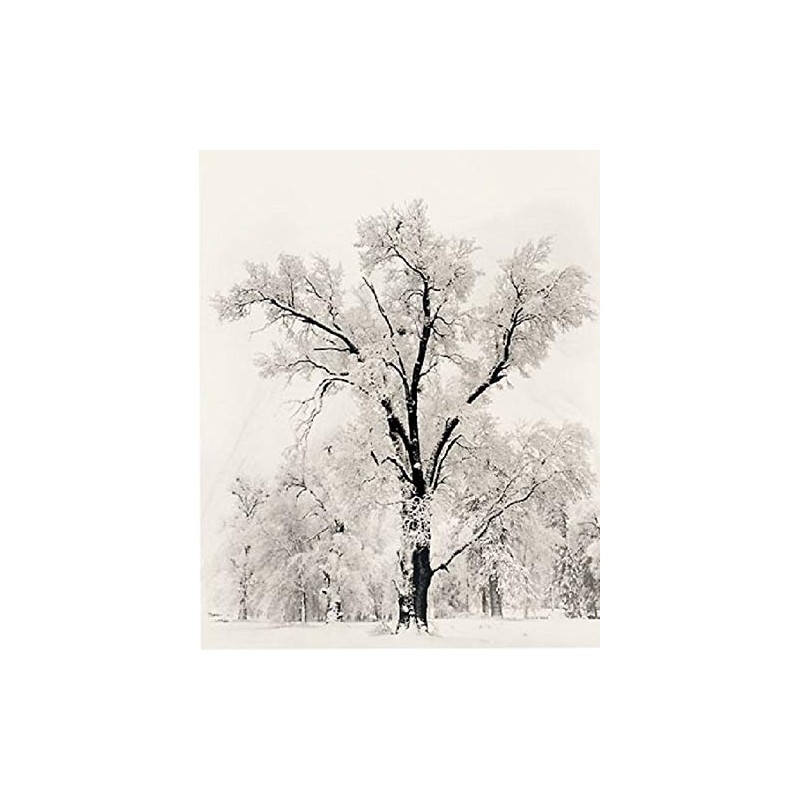 Picture Pedder Oak Tree Snowstorm by Ansel Adams 24x36 Black