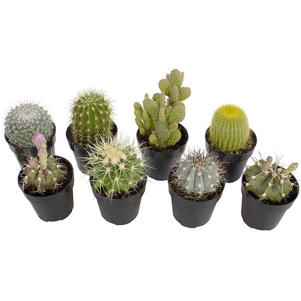 Altman Plants Assorted Live Cactus Collection mini real cacti for planters or gifts, 2.5 Inch,8 Pack