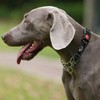 PETTOM Martingale Half Dog Collar, Strong Dog Collar Metal Chain,