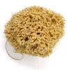 14CM Sea Sponge Unbleached Honeycomb Natural Seasponge for Bath Use,