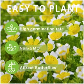 2000+Yellow White Poached Egg Meadowfoam Plant Seeds-Perennial Limnanthes Douglasii Ground Cover Seeds for Planting Attracting Bees Pollinators